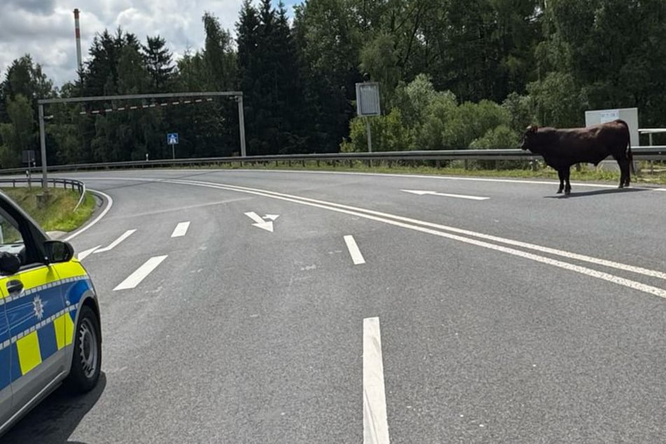Bulle entwischt: Autobahn-Polizei sperrt Auf- und Abfahrt