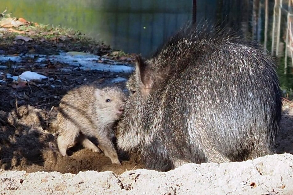 Das putzige Pekari-Ferkel wird von der Gruppe gehegt und gepflegt.