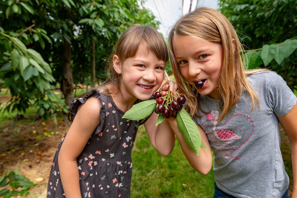 Bei Ina (6, l.) und Jasmin (9) landen bis zu vier Kilogramm Kirschen im Korb.