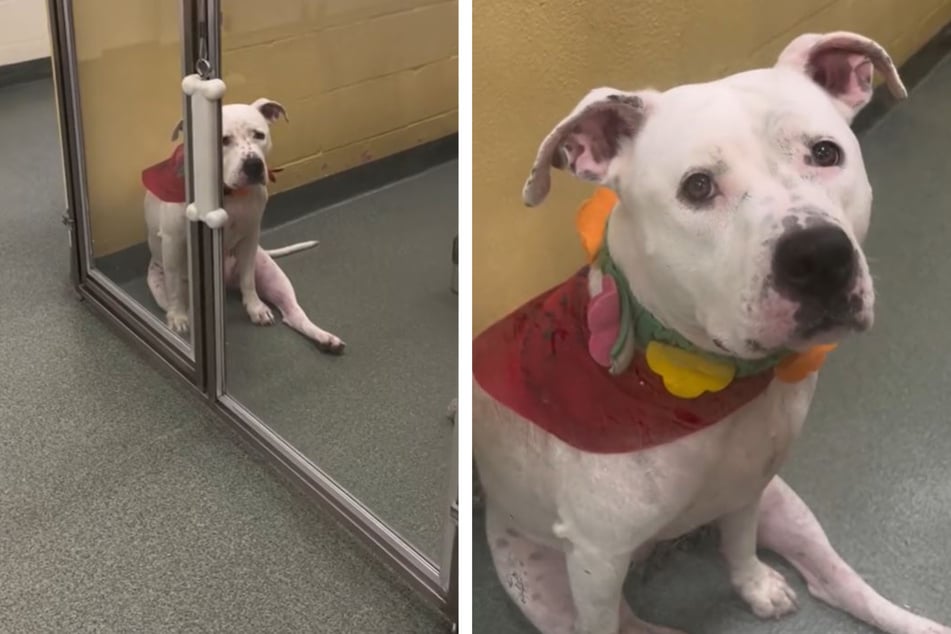 The reason this dog got surrendered to an animal shelter broke millions of people's hearts on TikTok.