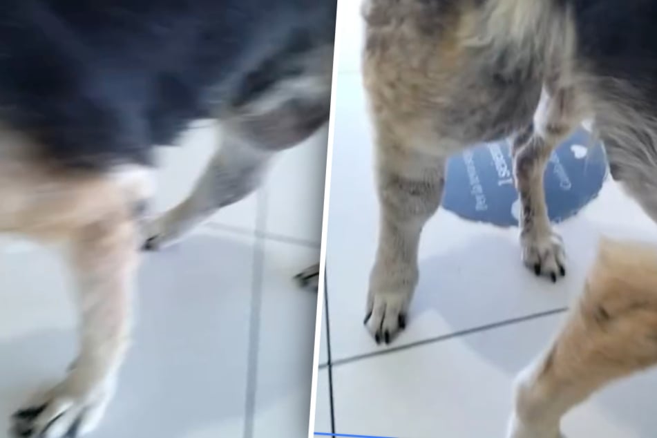 La pata trasera del animal era gruesa, las uñas curvadas.
