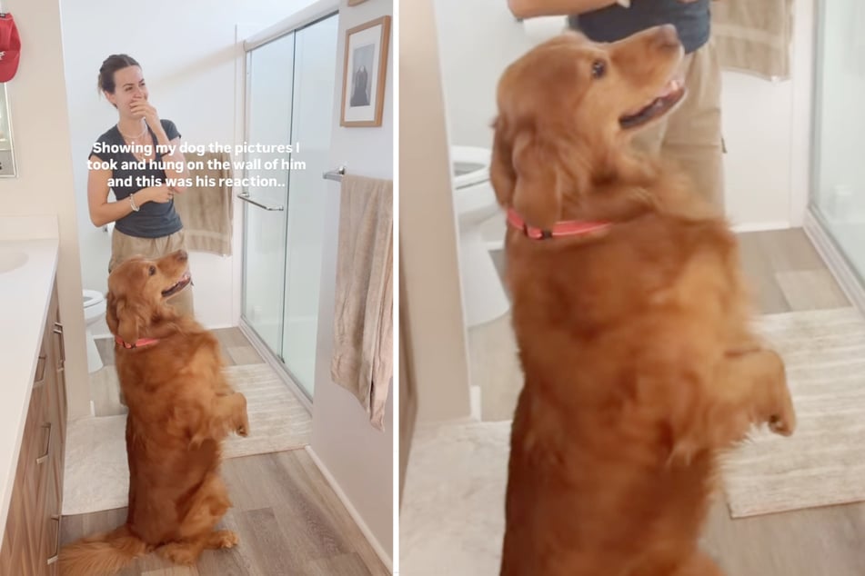 Auch wenn es unwahrscheinlich ist, dass der Golden Retriever sich selbst auf den Fotos erkennt, schien ihm die neue Deko zu gefallen.