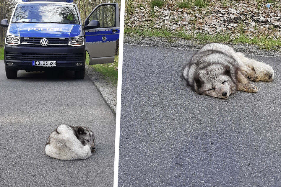 Dieser süße Polarfuchs war offenbar so erschöpft, dass er es sich direkt auf der Straße bequem machte.