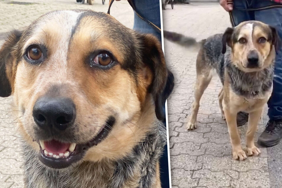 Hund "Zsömi" lebt aktuell im Tierheim in Köln-Dellbrück und sucht ein neues Zuhause.