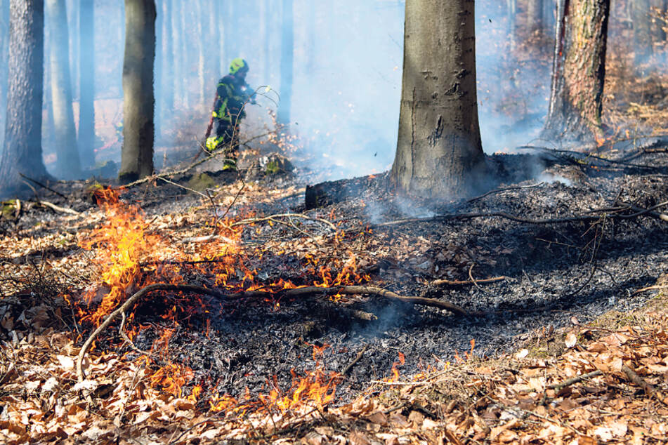 In ganz Sachsen besteht derzeit erhöhte Waldbrandgefahr. Erst am Freitag musste in Radebeul die Feuerwehr ausrücken, um in einem Waldstück zu löschen.