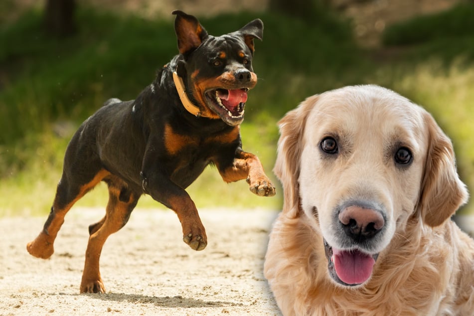 Wie sieht eine Mischung aus Rottweiler (l.) und Golden Retrievern (r.) aus?