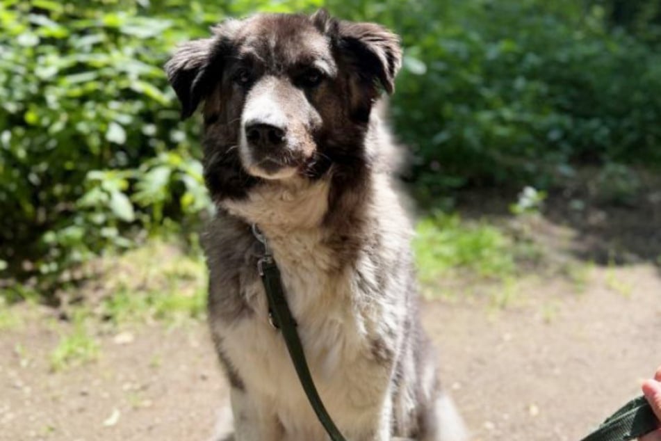 Für Chili wünschen die Kölner Tierretter sich erfahrene Hundefreunde, die viel Zeit für die Vierbeinerin haben.