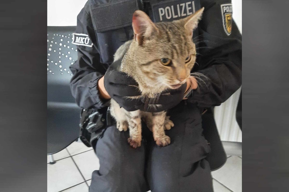 Bundespolizisten retteten die Katze in Zittau aus einem VW.