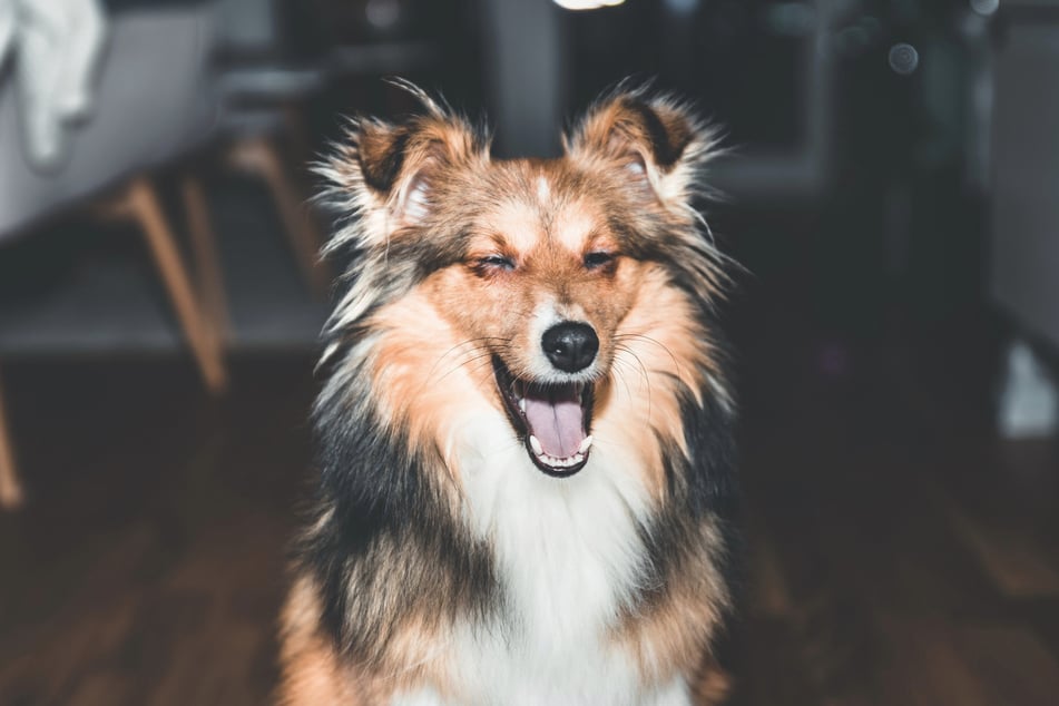 Shetlands are shockingly sweet sheepdogs. They're also super cute.