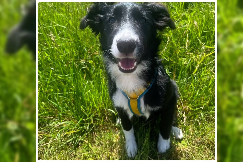 Für den pfiffigen Fridolin sollte man bereits Erfahrung im Umgang mit Hunden - am besten mit Border Collies - besitzen.