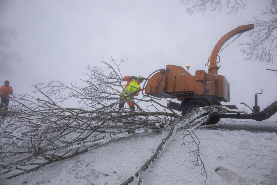 Forstunternehmen sind in Mittelsachsen im Dauereinsatz, um die Frostbruchschäden zu beseitigen.