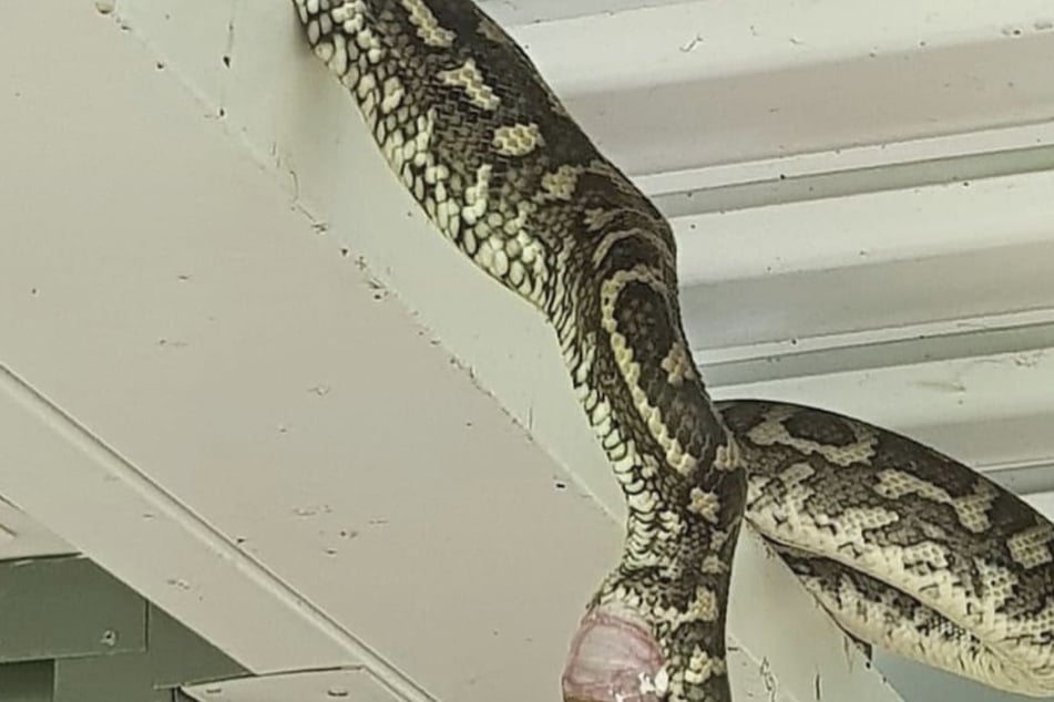 Mann fotografiert Riesen-Schlange in Haus, doch User können nur auf ein Detail starren