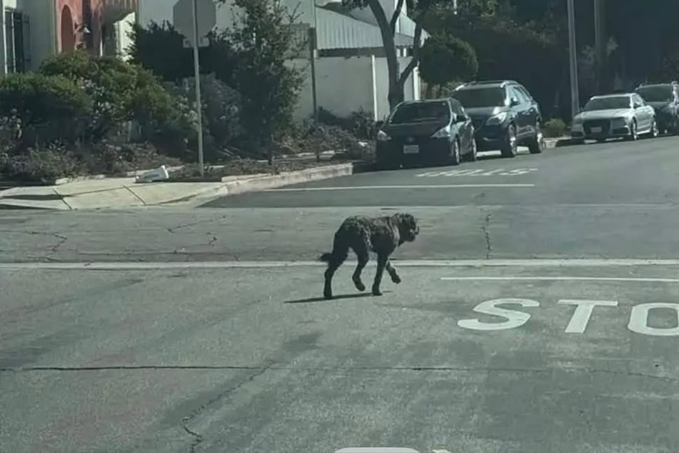 30 lange Tage lang galt Hund Kirby als vermisst.