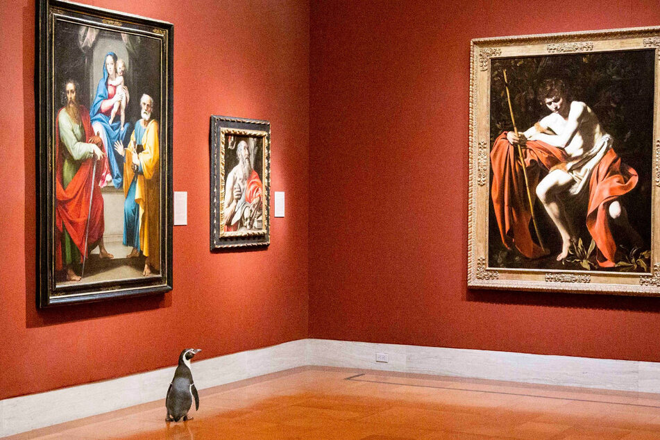 Dieser Pinguin scheint von Caravaggios Werken angezogen zu sein.