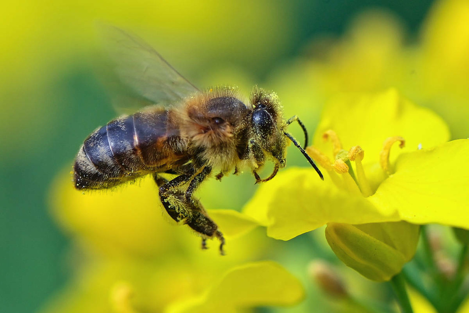 Nicht nur die Sammlerinnen sind ein wichtiger Bestandteil eines Bienenvolkes.
