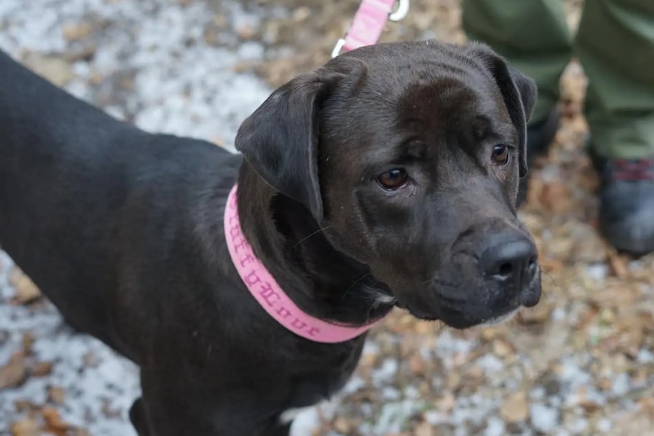 Die Hündin wird nur außerhalb Hamburgs vermittelt.