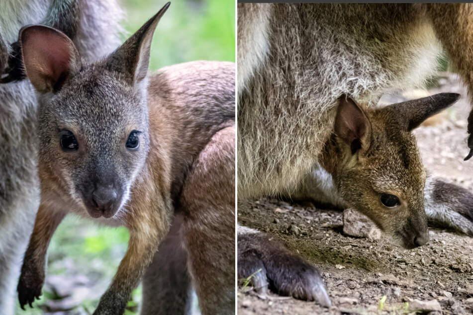 There's a new baby wallaby at the Pittsburgh Zoo!