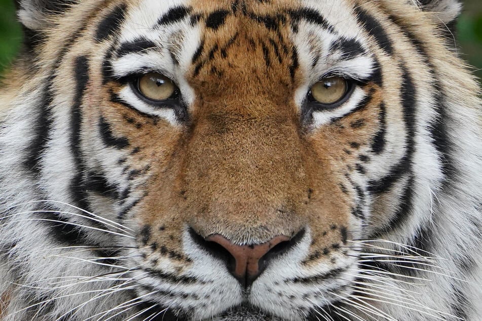 Tiger hat einen Schuh im Maul, dann machen Zoowärter eine grausige Entdeckung!