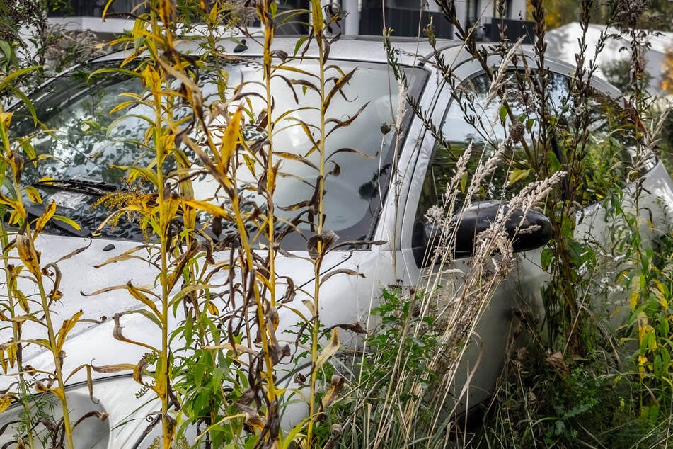 Der Peugeot landete nach der gefährlichen Spritztour in einem Gebüsch. (Symbolbild)