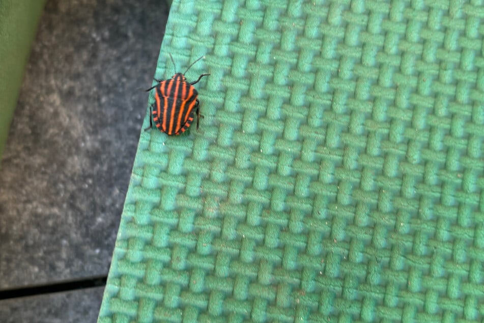 Dieses Insekt mit seiner markanten Zeichnung ist eine Streifenwanze. Ein TAG24-Leser entdeckte sie in seinem Garten.