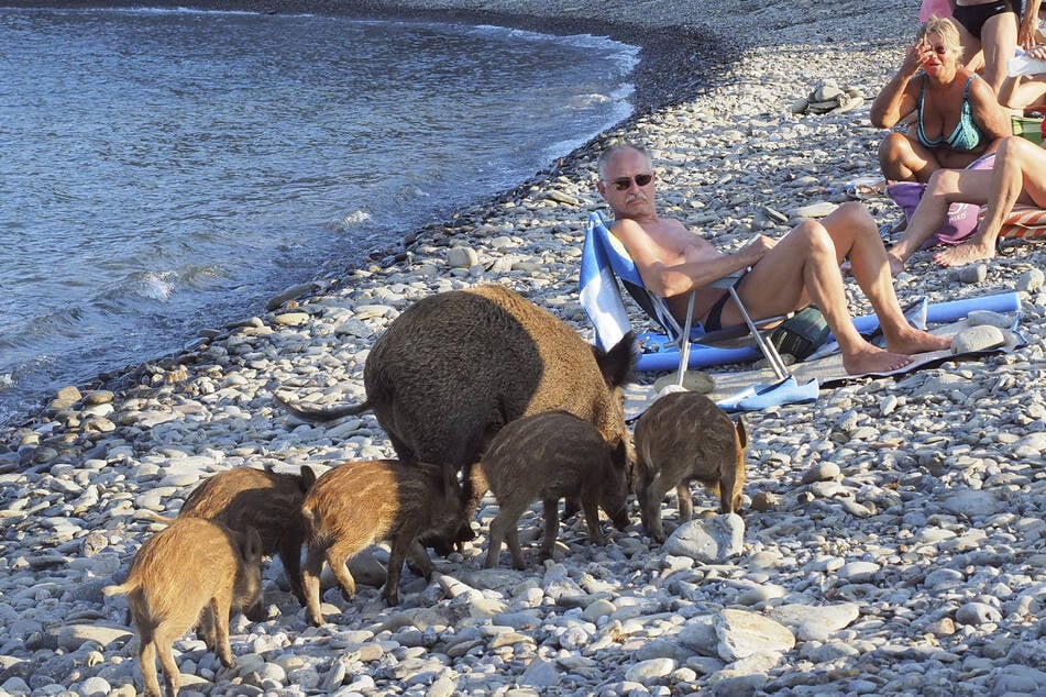 Französische Behörden warnen vor den Gefahren, die von den Wildschweinen ausgehen können. (Archivfoto)