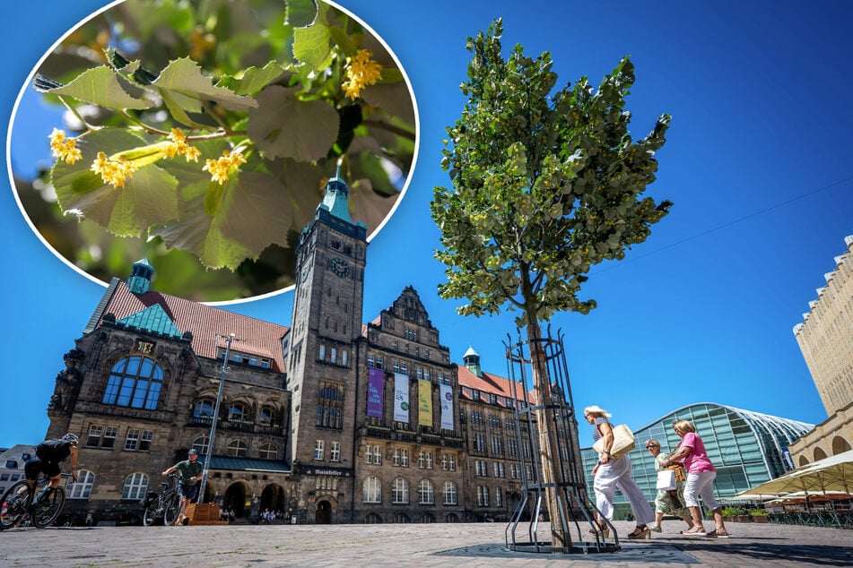 An der Silberlinde sprießen die Blätter und der Baum wirft den ersten kleinen Schatten. Zum eigenen Schutz gegen die Hitze kehren sich die Blätter um. Der silbrige Teil zeigt nach oben.