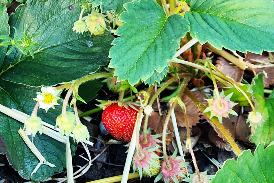Um das Saatgut zu gewinnen, sollte man ausschließlich Erdbeeren einer gesunden Mutterpflanze und vollreife Früchte verwenden.