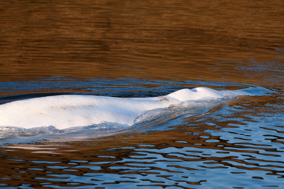The beluga whale swimming in the Seine River.