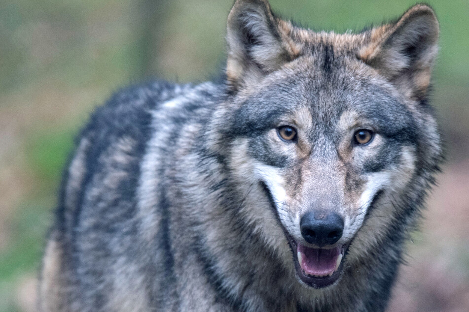 In Bayern breitet sich der Wolf aus. Das Tier ist streng geschützt. (Symbolbild)