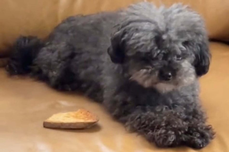 Dog and her piece of "emotional support toast" are best friend goals