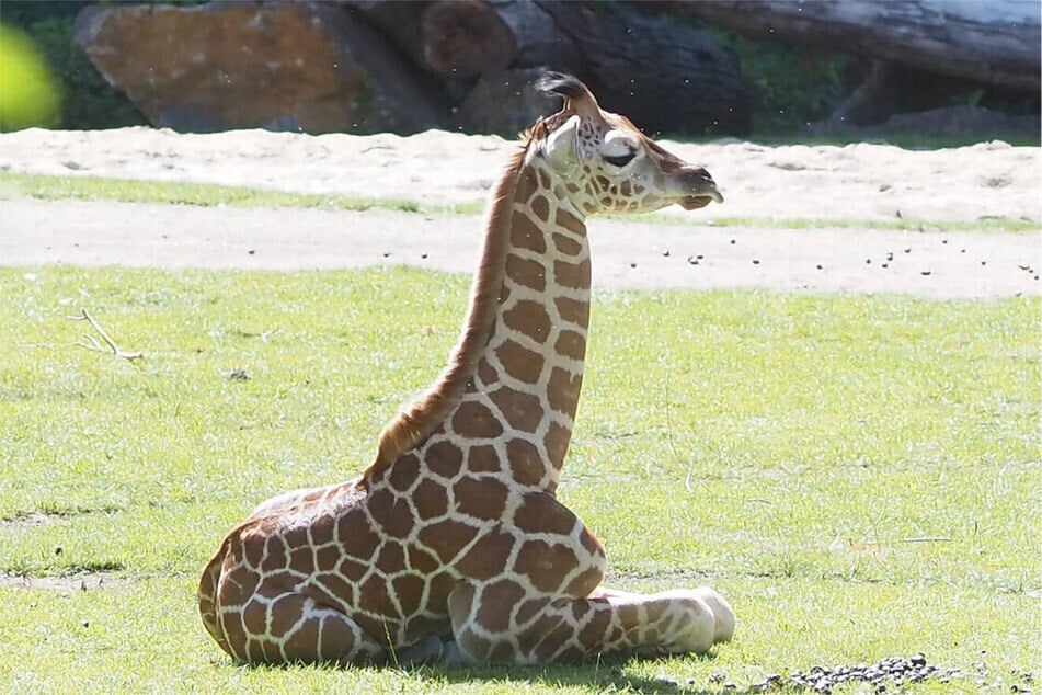 Im Juli gab es im Zoo Nachwuchs bei den Giraffen. Im September wurde das Giraffenkind auf den Namen Moya getauft. (Archivfoto)