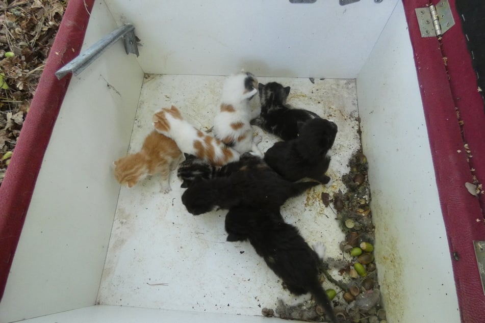 Acht Katzenbabys wurden in einer roten Kiste gefunden.