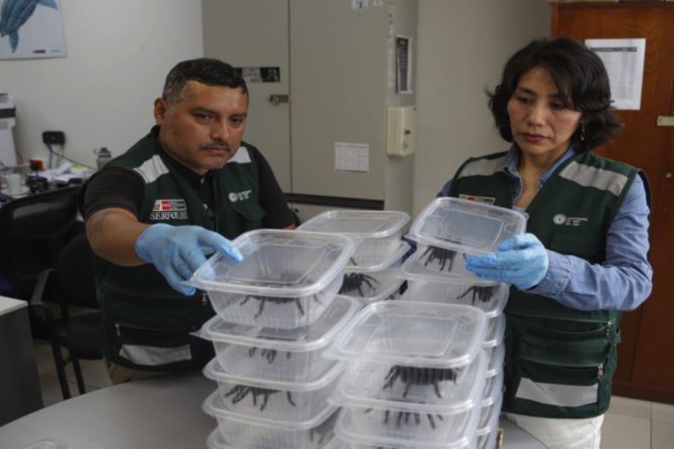 A Korean smuggler wanted to board a plane in Peru with 320 tarantulas in his luggage.