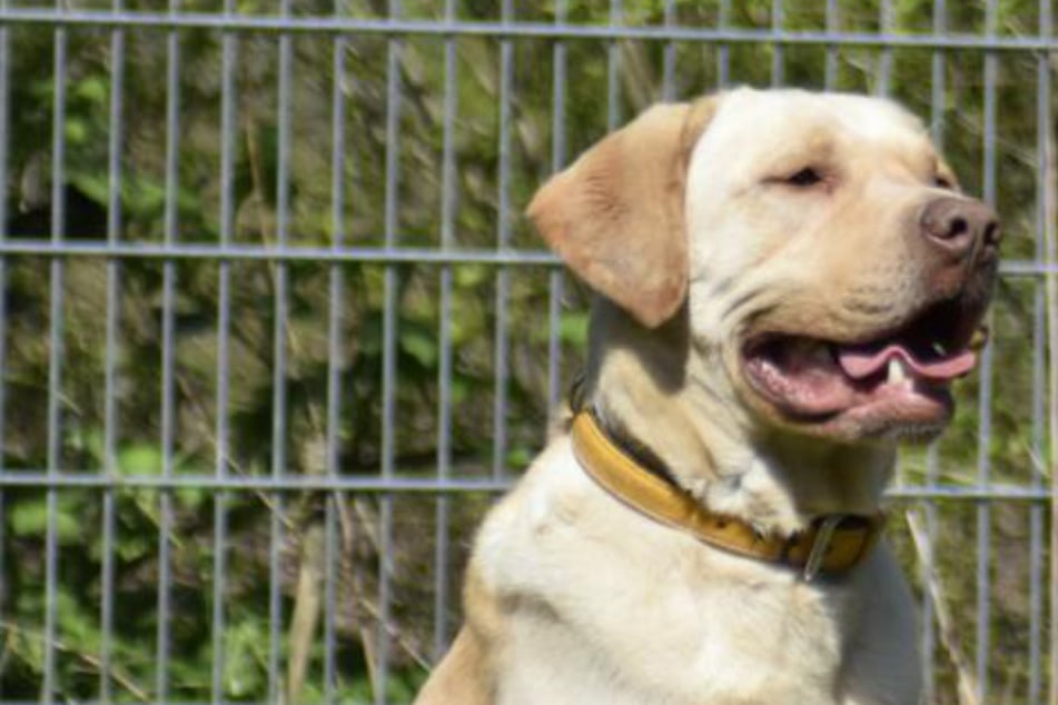 Er ist kein klassischer Labrador: Sammy sucht seit fünf Jahren ein Zuhause