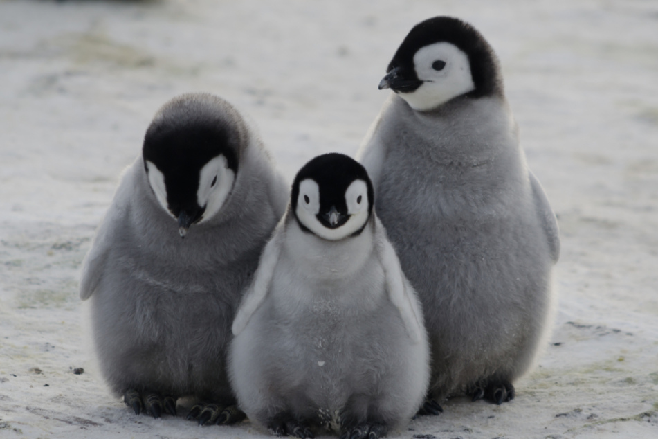 Touching photo: grieving penguins cuddle and mourn together