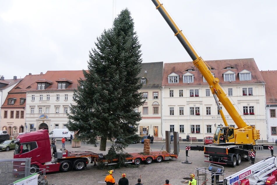 Bald wird die Tanne feierlich geschmückt.