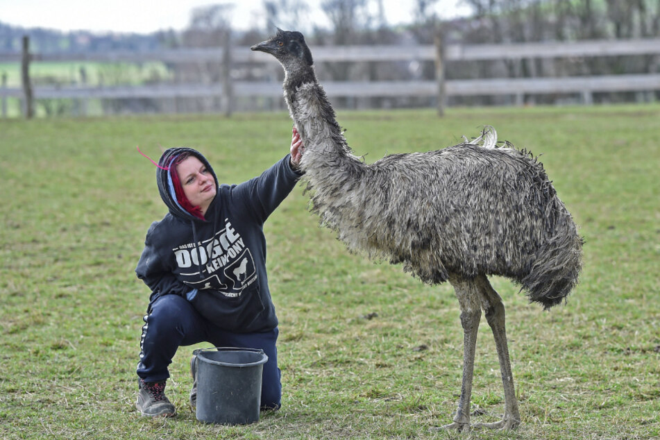 Farmerin Janine Golla (33) füttert ihren Emu und verteilt gleich noch ein paar Streicheleinheiten.