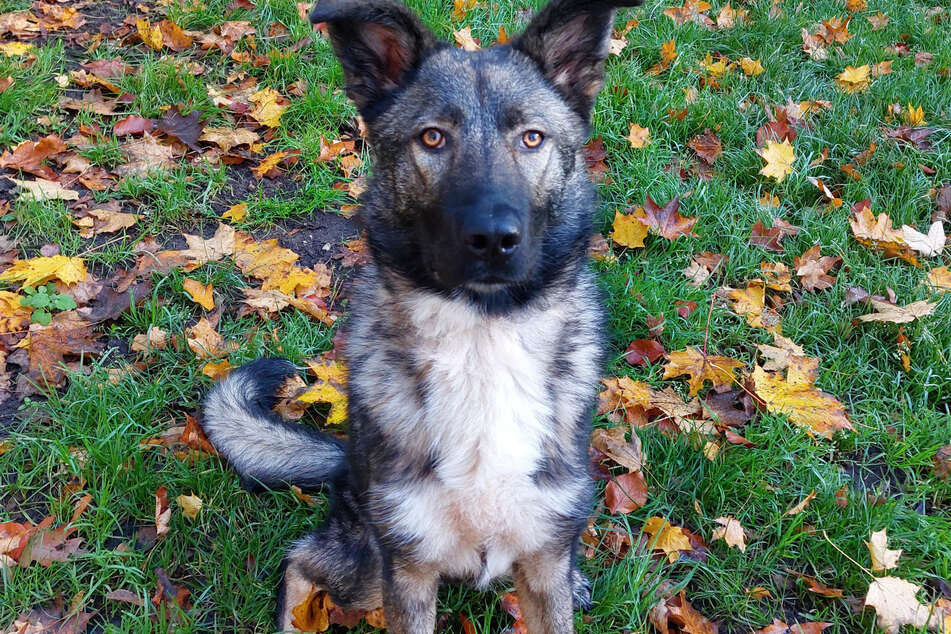 Schäferhund-Mix-Hündin Emmeline besitzt reichlich Energie und ist derzeit im Hamburger Franziskus-Tierheim untergebracht.