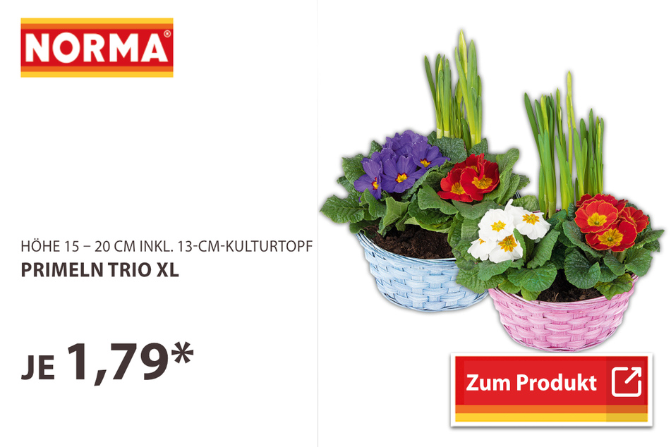 Primeln Trio XL