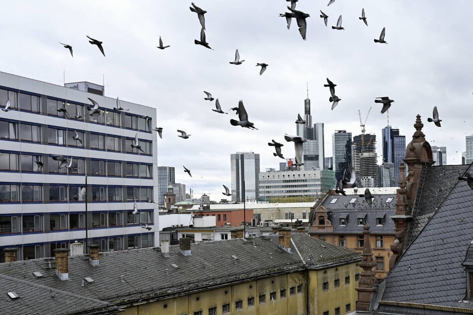 Frankfurt: Fütterverbot und Taubenschläge: Hessens Städte suchen Lösung für Tauben-Problem