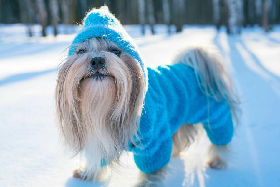 A good winter coat will keep your dog protected from the cold winter weather.