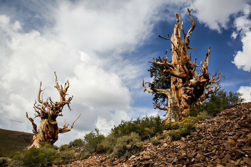 Bisher galten Vertreter der "Langlebigen Kiefern" (Pinus longaeva) als die ältesten Bäume der Welt. Diese Kiefernart wächst in Kalifornien in der Nähe des berühmten "Death Valleys".