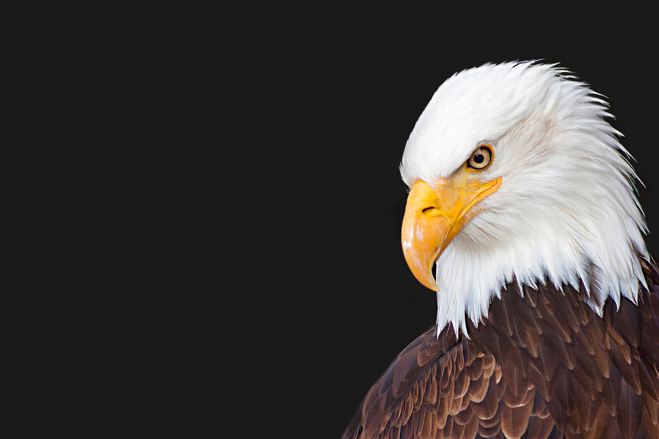 Der Weißkopfseeadler symbolisiert den Stolz der Amerikaner.