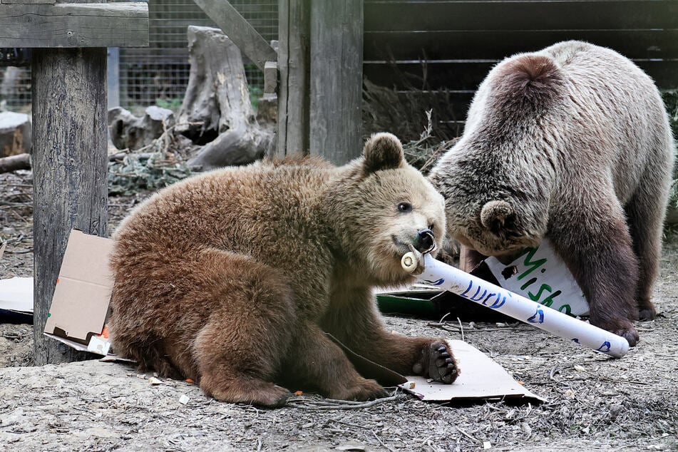 Two young bears escaped from their enclosure at a UK wildlife park and devoured a week's worth of grocery store honey before falling asleep.