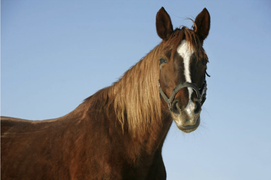 Leipzig: Pferd stirbt bei Stallbrand im Landkreis Nordsachsen: Polizei ermittelt wegen Brandstiftung