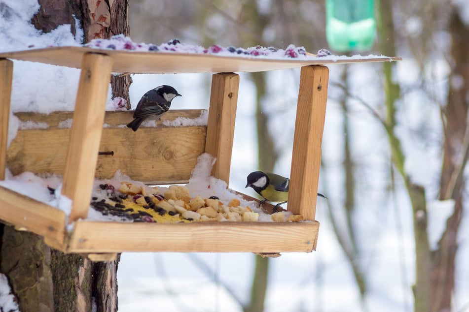 Neben Körnern darf man Vögel im Winter auch mit Obst füttern.