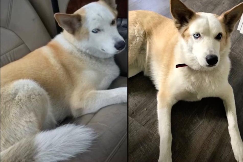 Husky found months after disappearing in pet detective's "most bizarre" case