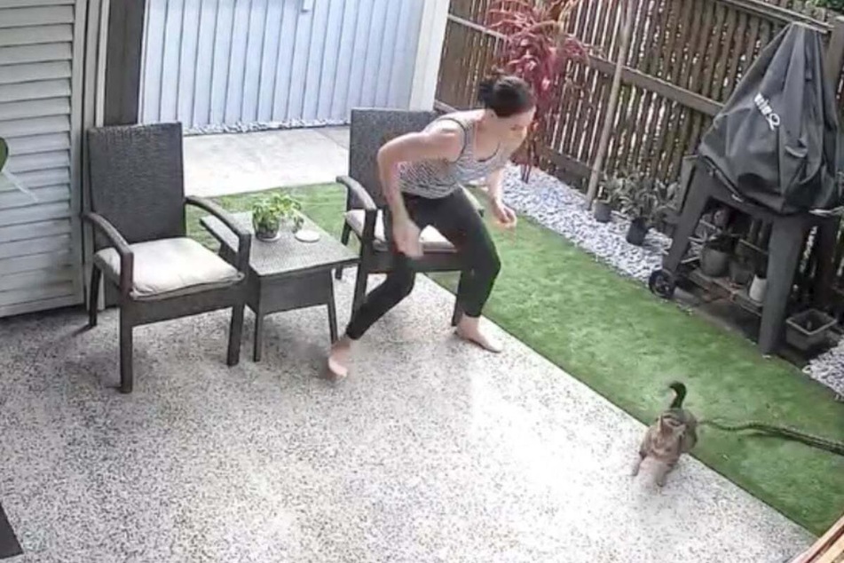 Cat grabbed by snake in harrowing home incident!
