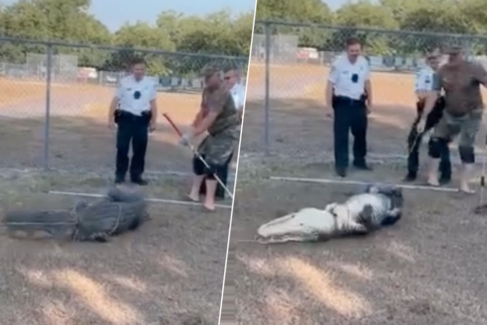 Parents pick up children from school when suddenly this dangerous animal crosses their path