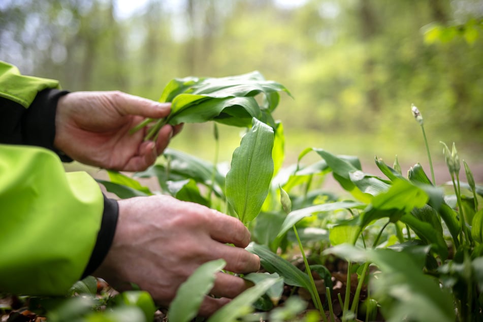 Entsiegelte Flächen sorgen für Abkühlung, bessere Versickerung von Regenwasser und mehr Lebensraum für Insekten. (Symbolfoto)